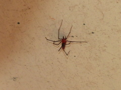 Dimidamus dimidiatus