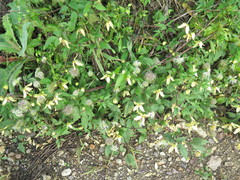 Clematis serratifolia