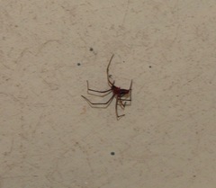 Dimidamus dimidiatus