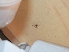 Dimidamus dimidiatus
