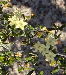 Phebalium filifolium
