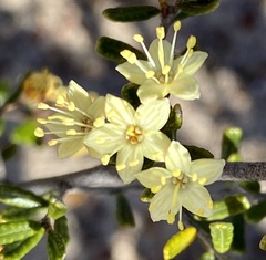 Phebalium filifolium