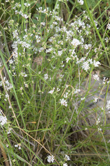 Asperula biebersteinii
