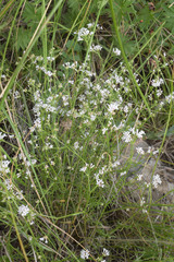 Asperula biebersteinii