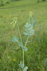 Coronilla coronata