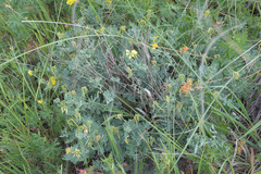 Coronilla coronata
