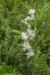 Clematis lathyrifolia