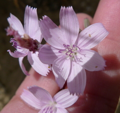 Lygodesmia grandiflora