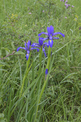 Iris notha