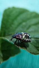 Nezara viridula