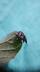 Nezara viridula