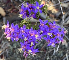 Calytrix leschenaultii