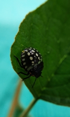 Nezara viridula