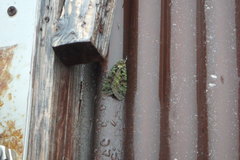 Anaplectoides virens