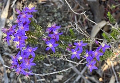 Calytrix leschenaultii