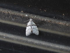 Nola pygmaeodes