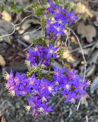 Calytrix leschenaultii