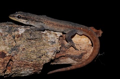 Lygodactylus grotei