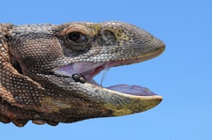 Varanus albigularis