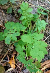 Chelidonium majus