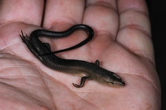 Trachylepis boulengeri