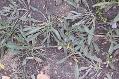 Convolvulus lineatus