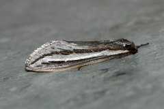 Fraus marginispina