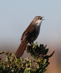 Bradypterus baboecala