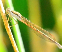 Sympecma fusca