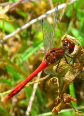 Sympetrum sanguineum