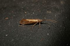 Limnephilus auricula