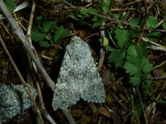 Polymixis xanthomista