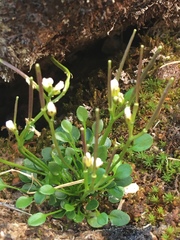 Cardamine bellidifolia