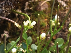 Cardamine bellidifolia