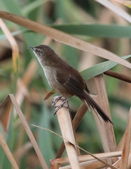 Bradypterus baboecala