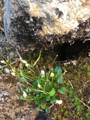 Cardamine bellidifolia