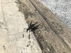 Meloimorpha japonica