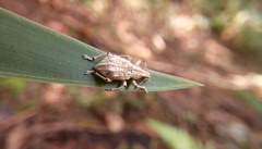 Dermatoxenus caesicollis
