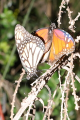 Danaus erippus