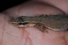 Lygodactylus grotei