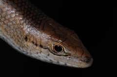 Trachylepis boulengeri