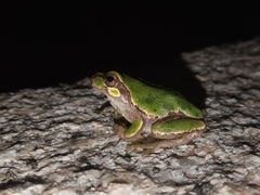Hyla japonica