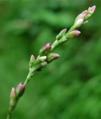Persicaria mitis