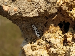 Ethmia candidella