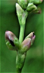 Persicaria mitis