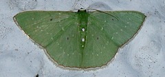 Lissochlora