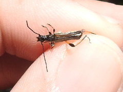 Callimoxys fuscipennis