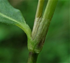 Persicaria mitis