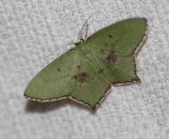 Maxates tanygona