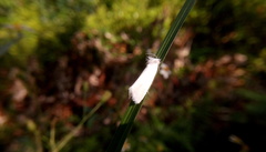 Scirpophaga nivella